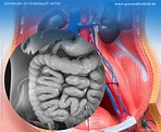 Organe im rechten Bauchraum • Medizinspektrum