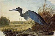 John James Audubon at American Art Gallery