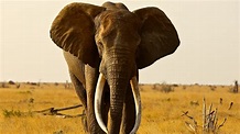 Big Animal Elephant Pic Download | HD Wallpapers