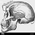Homo sapiens neanderthalensis fotografías e imágenes de alta resolución ...