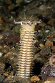 Bobbit Worm (Eunice aphroditois) - Spanglers' Scuba