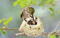 Hummingbird Nest Facts - Hummingbirds Plus