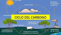 Ciclo del Carbono: Qué es, sus Etapas y qué Tipos hay