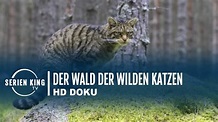 Der Wald der wilden Katzen (HD-DOKU)2020 - YouTube