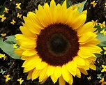 Flowerstory: Sunflower
