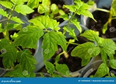 Young tomato plants. stock photo. Image of tomato, grafted - 144506668