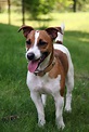 Jack Russell Terrier - Pictures, Information, Temperament ...