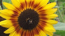 China Cat Sunflower - YouTube
