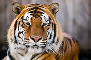 Fondos de Pantalla 3000x2000 Tigris Tigre siberiano Hocico Animalia ...