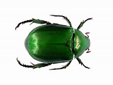 CHAUDRON: Scarab beetles: Allomyrina dichotoma tunobosonis, Cheirotonus ...