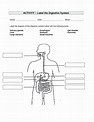 Digestive System Labelling Worksheet