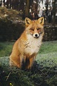 Free Photo: Red Fox Sitting on a Grass