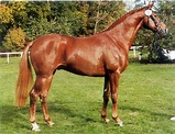 Londonderry, Hanoverian stallion, Superior Equine Sires