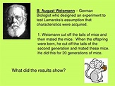 PPT - Theory of Natural Selection PowerPoint Presentation, free ...