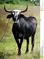 A single black ox stock image. Image of bovine, banteng - 20045309