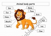 animal body parts - ESL worksheet by erm1