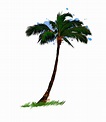 palmera, árbol tropical de un toque de acuarela, dibujo coloreado, realista. ilustración ...