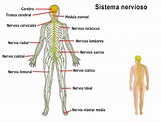 Resumen del Sistema Nervioso: órganos, características, función ...