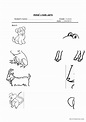 animal´s body parts: English ESL worksheets pdf & doc
