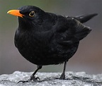 Eurasian Blackbird Photo Gallery – Be Your Own Birder