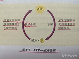 高中生物ATP的合成过程，是伴随着吸能还是放能？ - 知乎