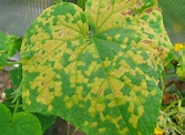 Eliminate Cucumber Plant Mosaic Virus Forever with This Method - Garden ...