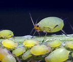 蚜虫 - 搜狗百科