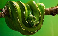 cobra verde – Tudo sobre Cobras