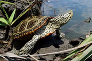 Diamond-backed Terrapin | South Carolina Partners in Amphibian and ...