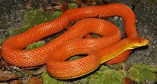 Everglades Rat Snake - Branson's Wild World