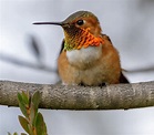 Hummingbirds California: Everything You Need to Know - Bird Advisors