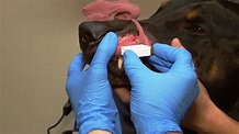 Von Willebrand's Disease โรคที่ทำให้น้องหมาเลือดไหลไม่หยุด | Dogilike.com