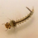Mosquito larva macro photo ~Deva | Mosquito larvae, Macro photos, Macro ...