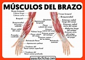 Anatomia de los musculos del brazo y antebrazo - ABC Fichas