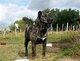 Perro Cimarron Dog Breed Information, Images, Characteristics, Health