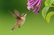 A Fleeting Glimpse: The surprising complexity of hummingbird displays ...