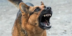 Verhaltenstherapie für aggressive Hunde