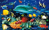 Ocean Animals Wallpaper (52+ images)