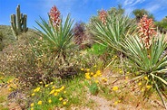 Desert Vegetation