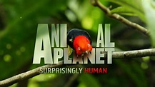 Documentales L y M: La historia de Animal Planet