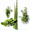Growing Herbs - How to Grow, Store and Use Fresh Herbs