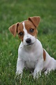 14 Jack Russell Terrier Photos You Will Love | PetPress