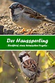 Der Haussperling – Steckbrief | Haussperling, Heimische vögel, Vögel