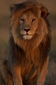 LOS LEONES MAS HERMOSOS QUE EXISTEN, SON REALMENTE HERMOSO! (FOTOS ...