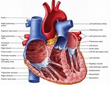 epicardium myocardium and endocardium of heart - Google Search | Heart ...