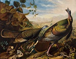John James Audubon & the Artist as Naturalist | Crystal Bridges Museum ...