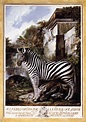 Zebra - Luis Paret y Alcazar - WikiArt.org - encyclopedia of visual arts