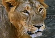 Lions of Gir | National Geographic Society
