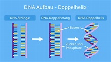 DNA einfach erklärt • Aufbau und Funktion · [mit Video]