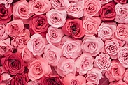Premium Photo | Background image of pink roses